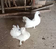Laka pigeons