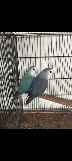 Love birds breeder pair For sale