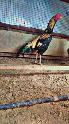aseel