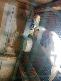 bajri parrot pair sale price 800 location nursury PECHS block 6
