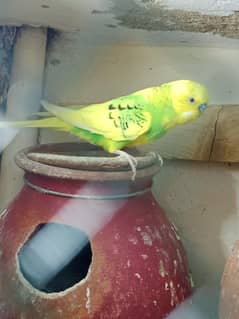 bajri