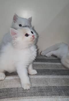 Persian Kittens (Home breed)