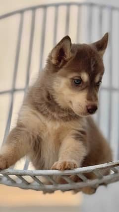Husky