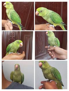 Mithu
