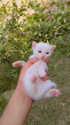 Persian cat ke Bache for sale
