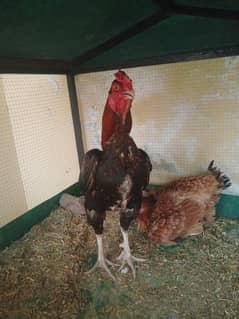 Aseel breeder Pair for sale