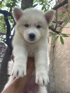 Siberian Husky Puppy | wolly coat puppy | Husky Dog | Husky pair