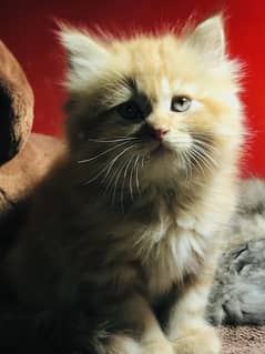 pure breed punch face doll face kittens triple coated cash on delivery