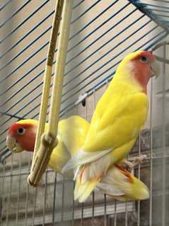 Love birds red eyes pair