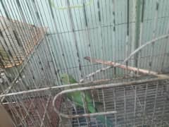 Green parrot