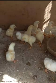 indian Parrot beak long tail chicks for sale