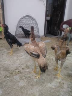 Aseel shamo | White shamo | king size shamo | Shamo for sale