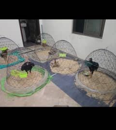 Cage for sale | Torky for sale | Birds Cage for sale