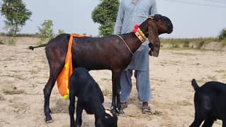 Bachon