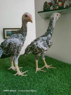 Coco King O Shamoo Pair | Shamoo Pair | Coco Shamoo Pair | Murga