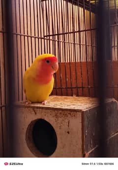 love birds