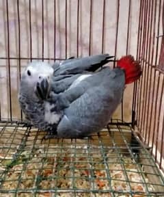 African grey parrot for sale. 03358071474