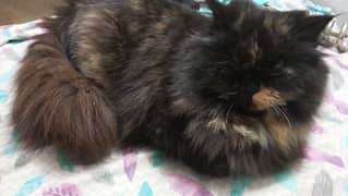 persion cat coty 3