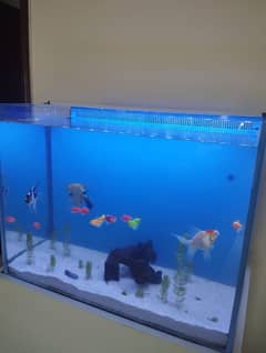 Fish aquarium