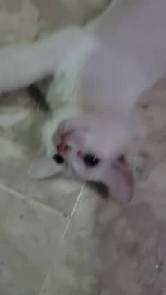 cat for sale