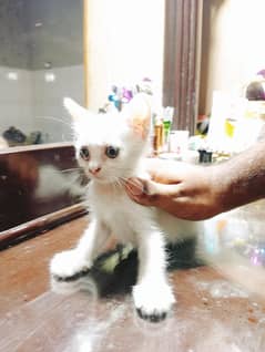 Urgent sale Persian Kitten in low price