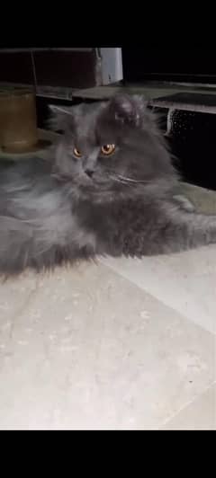 urgent for sale playful healthy and moody male