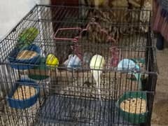 3piar