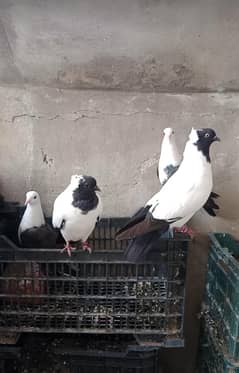,Black Nun,Qarbalai