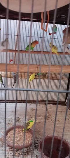 brids with cage
