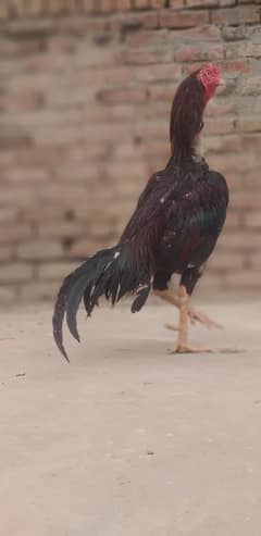 aseel mianwali + sindhi