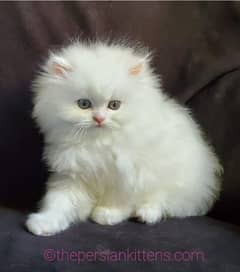 Persian kitten for urgent sale my WhatsApp number 03414863497