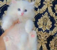 Persian kitten for urgent sale my WhatsApp number 03414863497