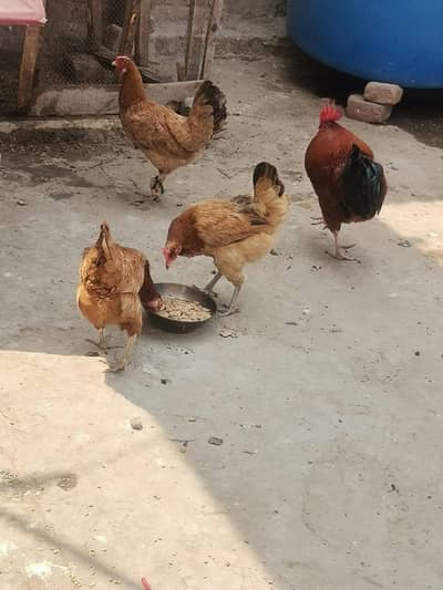 Egg laying Healthy and Active Hens for sale