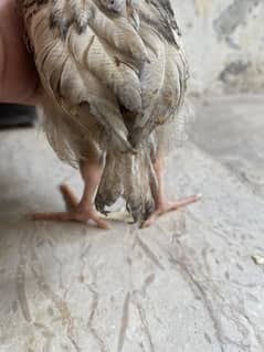 Aseel boskq chicks