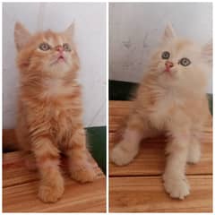 Ginger kittens (Pair)