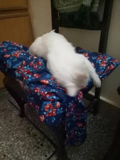 Persian cat male