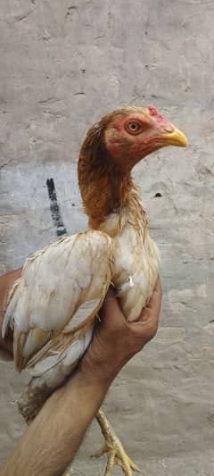 aseel