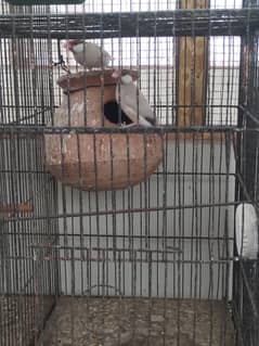 Healthy and active breeder pairs !