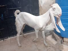 Gulabi bakri for sell