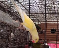 Ringneck,Raw ,Sun conure breeder pair