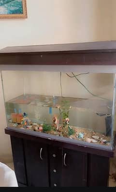 fish Aquarium