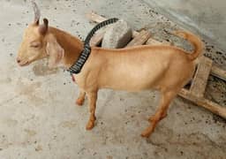Bakra