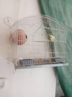 budgie