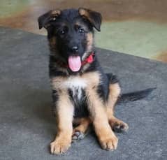 German shepherd puppies Double Coat Whatsapp 03010546336