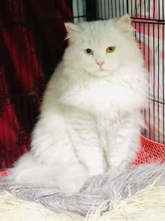 persian double coated
