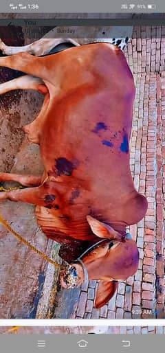 qurbani 2026 k lye khery
