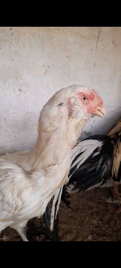 Qandari