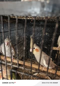 5 pairs available Cocktail parrot if anyone interested contact us