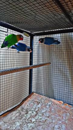 all setup for sale with cage. . . . . breeder  pair healthy and active