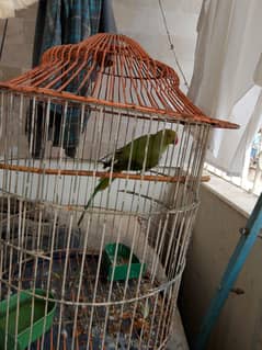parrot